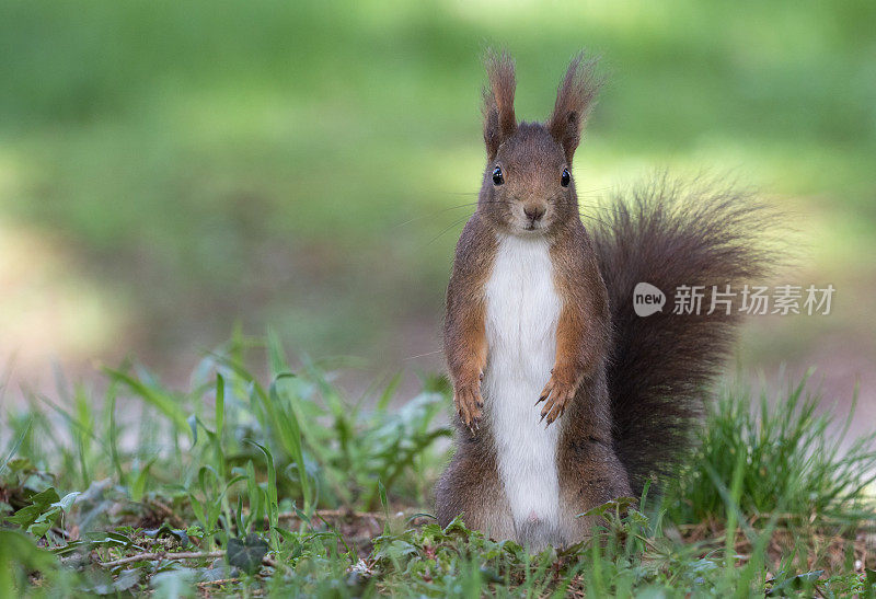 好奇的欧亚红松鼠(Sciurus vulgaris)